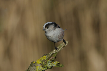 Long-tailed tit (Aegithalos caudatus) perched on a mossy tree branch, close-up full body shot of a small cute bird in its natural wild habitat © Badr