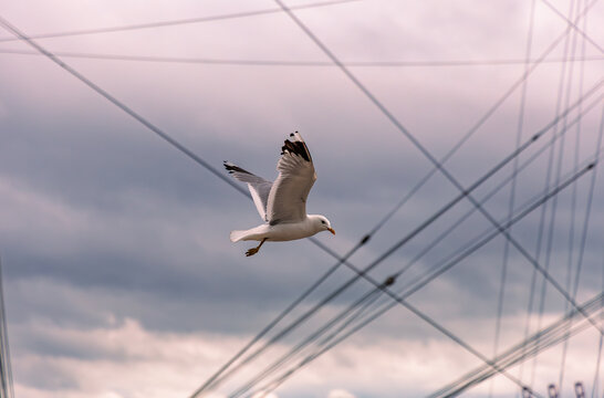 Seagull flying through sailboat rigging lines and cables at marina harbor, moody cloudy sky, freedom and nautical concept