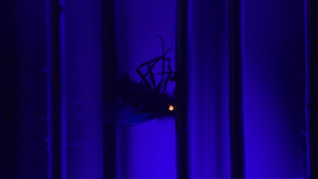 Flying insect becomes trapped between charged bars inside an ultraviolet bug zapper, demonstrating electric pest control, prevention and household protection