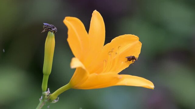 Female Thick-headed fly on an orange-yellow daylily petal takes off while a male Cotton bee grooms itself on a flower bud, Sicus ferrugineus, Anthidium manicatum, r&eacute;gion Centre, France, Europe
