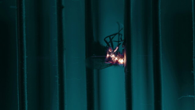 Fly body fractures in half as repeated sparks zap and electrify it inside a teal ultraviolet insect killer, revealing destructive electric force and pest elimination