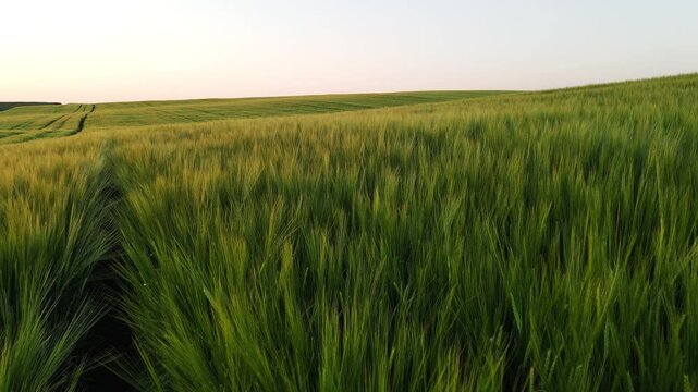 Green wheat field swaying gently in the wind during a scenic sunset with rolling hills in the background
