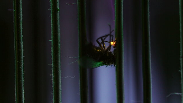 Fly splits in two as rapid electrical bursts repeatedly zap its body inside a blue insect killer, showing violent electrocution, pest destruction and sudden impact