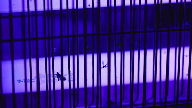 Dead flies and insects remain trapped across the illuminated grid of an ultraviolet bug zapper, demonstrating effective pest control, hygiene and household protection