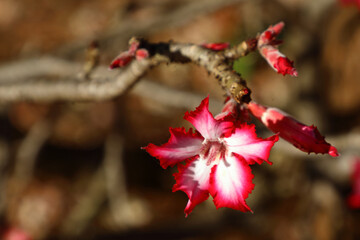 Wüstenrose / Impala lily / Adenium multiflorum © Ludwig