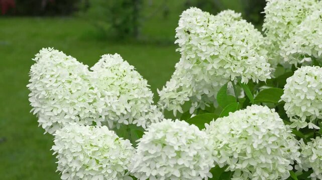 Close up of blooming white panicle hydrangea flowers in summer garden. Beautiful Hydrangea paniculata bush with green leaves on blurred background. Botanical flora, gardening and landscaping concept.