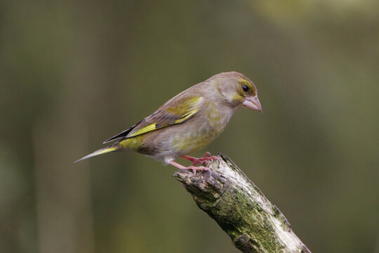 European greenfinch (Chloris chloris) perched on a mossy branch, side view portrait of a colorful songbird in its natural habitat with a soft blurred background