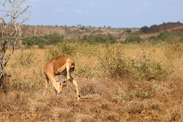 Fototapeta premium Schwarzfersenantilope / Impala / Aepyceros melampus