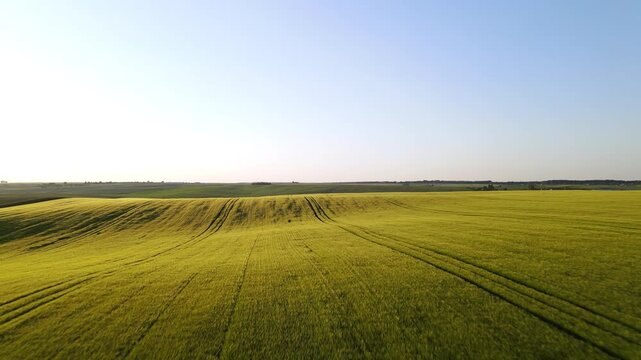 Drone flying over a rolling green wheat field at sunset with clear sky and beautiful agricultural landscape