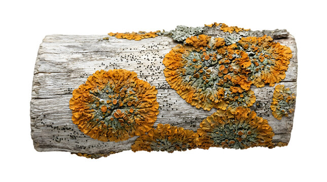 Orange and gray lichen growing on a weathered log isolated on transparent background
