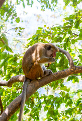 A macaque monkey sits on a tree in the jungle. Wildlife scene with wild animals. © Vera