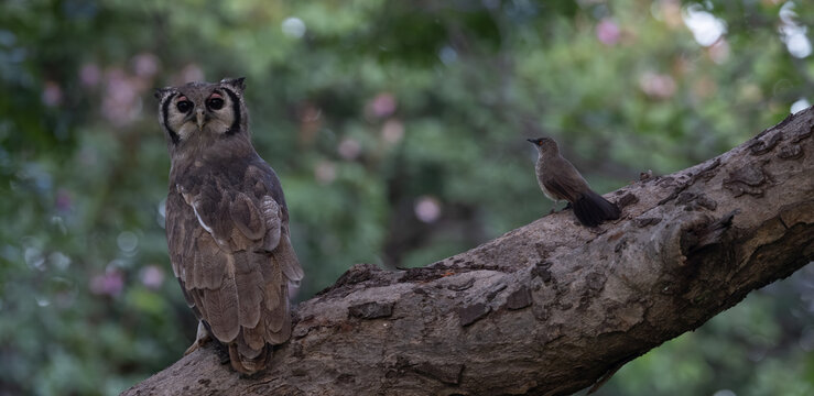Verreaux's eagle-owl and Arrow-marked babbler