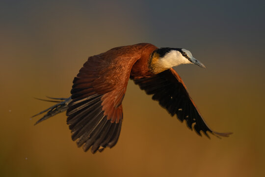 African jacana in flight