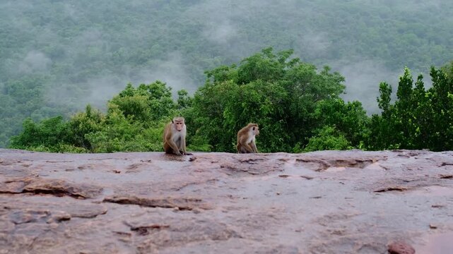 Two Toque macaque monkeys sitting on rocky cliff above misty jungle in Sri Lanka