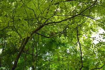 Fototapeta premium Green Foliage and Bird in Tree Canopy