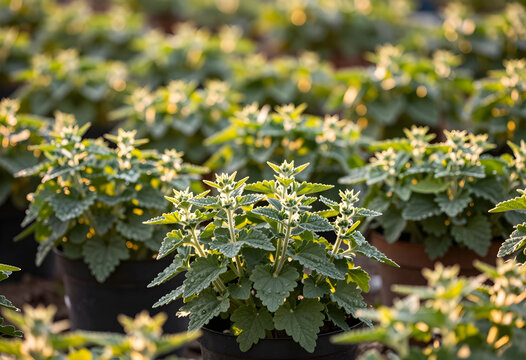 Fresh green catnip plants in black pots growing in a commercial nursery with soft sunlight