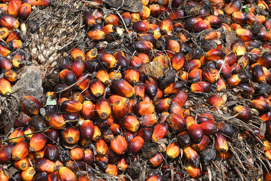 Palm oil