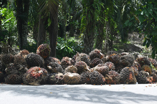 Palm oil