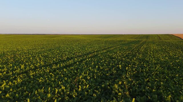Drone flying over a sugar beet agricultural field at sunset showing the green leaves, rows, and vast farmland landscape