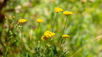 Yarrow medicinal plant. Yellow yarrow in bloom. Yarrow flowers, bush close-up. © Vera
