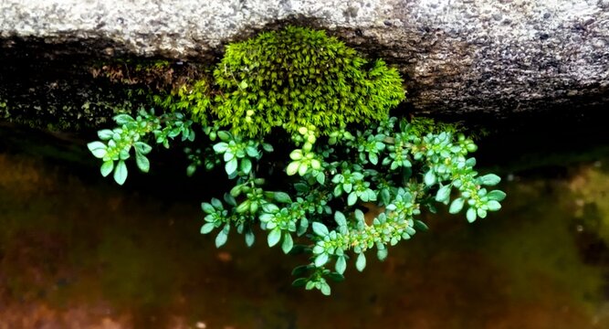 Tiny green plant grows from mossy log