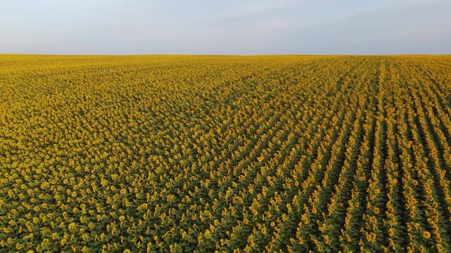 Scenic drone footage flying forward over a vast sunflower field during a beautiful golden hour sunset with a clear blue sky