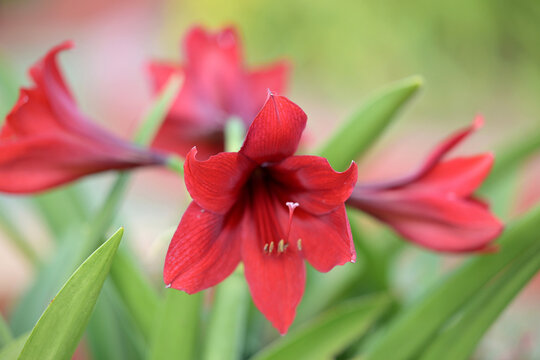 dark red Hippeastrum