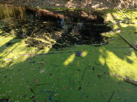 Duckweed scientifically known as Lemma minor, can grow to the point of covering river currents.