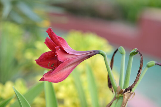 dark red Hippeastrum