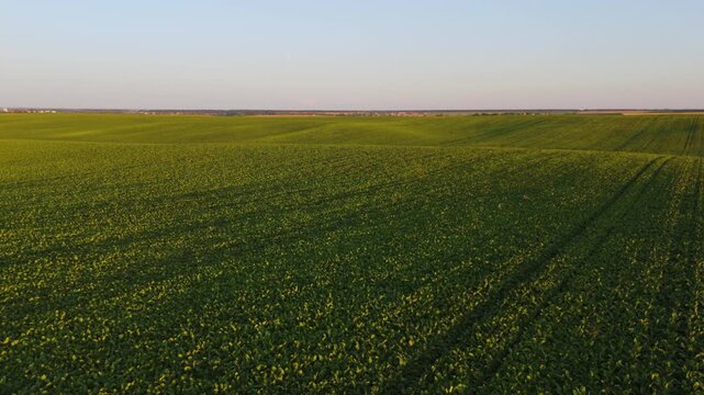 Aerial perspective of an agricultural green field with rolling hills during a beautiful sunset with a clear sky in the background