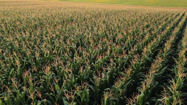 Aerial view of a cornfield plantation with green rows of corn plants ready for harvesting and food production in the countryside