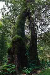 Fototapeta premium Low-angle view of a massive ancient tree covered with green moss in rainforest.