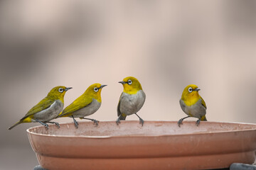 Fototapeta premium A Indian White Eye
