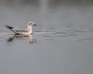 Fototapeta premium A Little Sea Gull