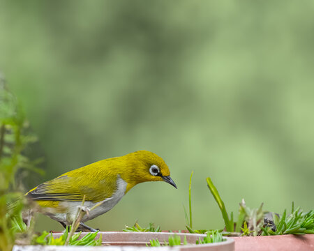 A Indian White Eye