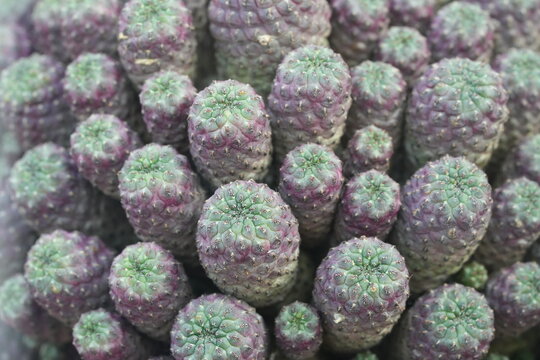 Euphorbia caput medusae Medusa's Head Plant Macro