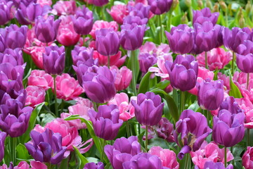 Obraz premium Tulips in Full Bloom Purple and Pink Flower Garden
