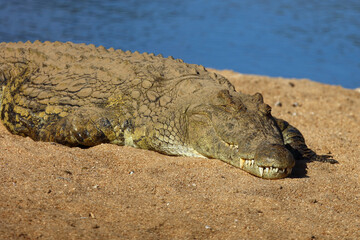 Fototapeta premium Nilkrokodil / Nile crocodile / Crocodylus niloticus