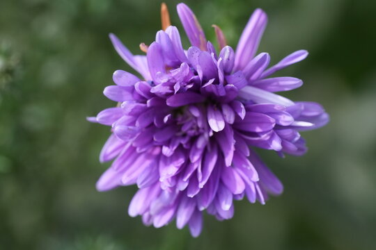 Beautiful Purple Aster Flower Close Up