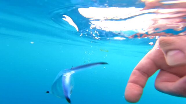 Pompano Fish Striking Lure Underwater Rockfishing Action Marine Fishing Strike Close Up