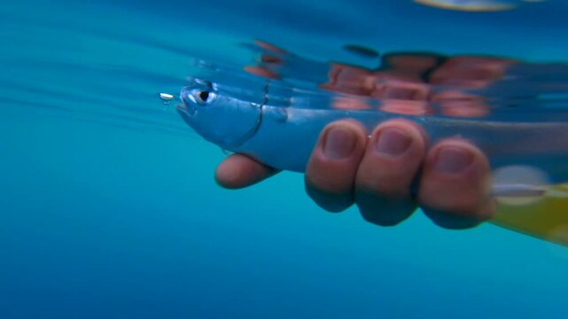 Underwater Shot of Angler Releasing White Pompano Leerfish Back into Ocean Water Catch and Release Marine Life