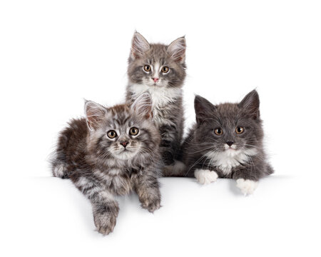 Gorgeous trio of 3 Maine Coon cat kittens, sitting and laying close together. All looking cutious towards camera. Isolated on a solid white background.