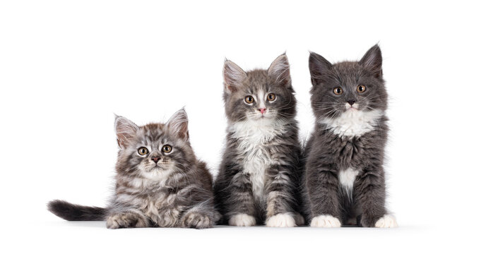 Gorgeous trio of 3 Maine Coon cat kittens, sitting and laying close together. All looking cutious towards camera. Isolated on a solid white background.