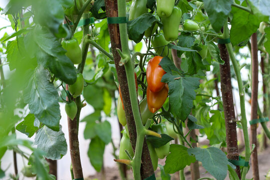 Ripe orange-red elongated tomatoes ripen among green unripe fruits inside a greenhouse. Plants are tied to wooden stakes to support a rich harvest. This healthy process represents organic vegetable gr