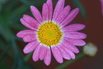 Obraz premium Pink Marguerite Daisy Close Up Flower Photography