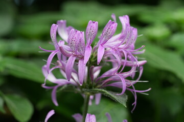 Obraz premium Close up of Beautiful Monarda Plant in Bloom