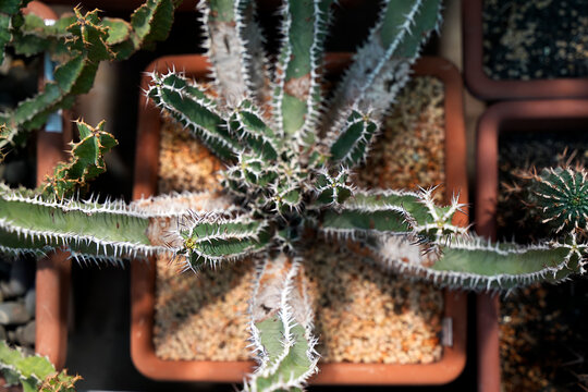 Spiky succulent plant with white thorns growing in terracotta pot indoors. Nature, plant, pot, succulent, spike