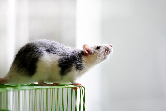 White and grey domestic rat standing attentively on a green cage wire in a indoor room. Pet rodent looking away