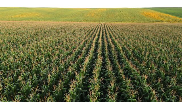 Drone flying backwards over a green cornfield revealing a beautiful rural landscape isolated on a white background