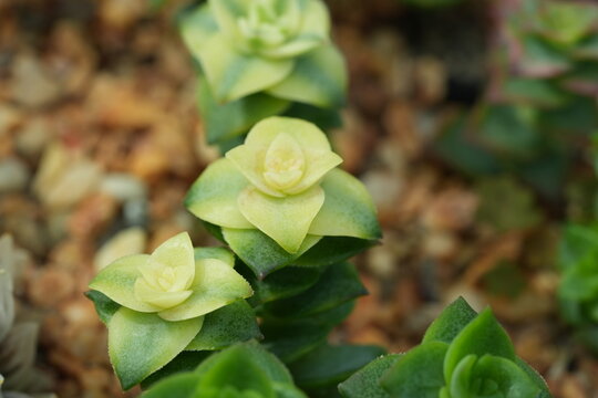 Crassula Capitella Succulent Plant Close Up